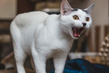 Gelegentlich auftretende Lärmbeeinträchtigungen durch zwei Katzen eines benachbarten Mieters