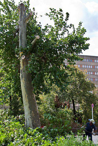 baum_li_56 by THWTreptow baumfällung photo